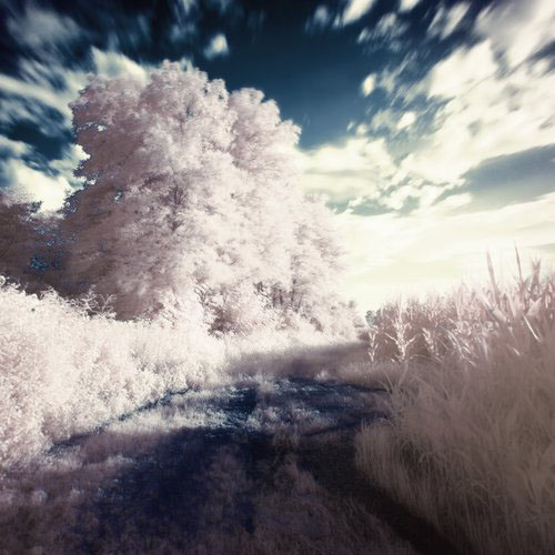 WhiteTrees